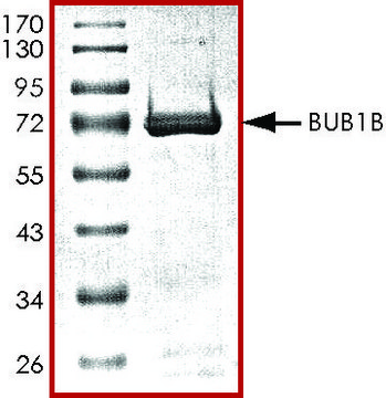 BUB1B, active, GST tagged human PRECISIO&#174;, recombinant, expressed in baculovirus infected Sf9 cells, &#8805;70% (SDS-PAGE), buffered aqueous glycerol solution