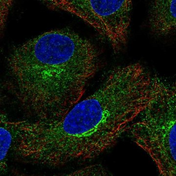 Anti-AMFR antibody produced in rabbit Prestige Antibodies&#174; Powered by Atlas Antibodies, affinity isolated antibody