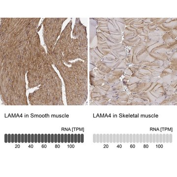 Anti-LAMA4 antibody produced in rabbit Prestige Antibodies&#174; Powered by Atlas Antibodies, affinity isolated antibody, buffered aqueous glycerol solution