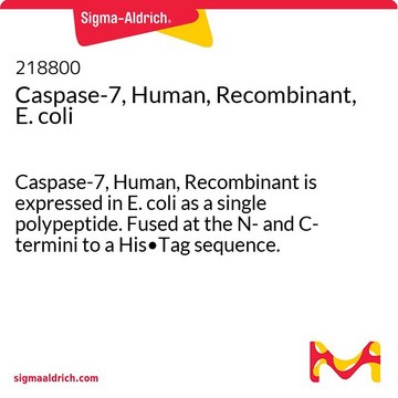 Caspase-7, Human, Recombinant, E. coli Caspase-7, Human, Recombinant is expressed in E. coli as a single polypeptide. Fused at the N- and C- termini to a His&#8226;Tag sequence. Undergoes spontaneous autoprocessing to yield the active enzyme.