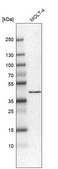 Anti-HPF1 antibody produced in rabbit Prestige Antibodies&#174; Powered by Atlas Antibodies, affinity isolated antibody, buffered aqueous glycerol solution