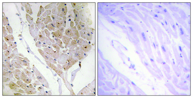 Anti-LEG2 antibody produced in rabbit affinity isolated antibody