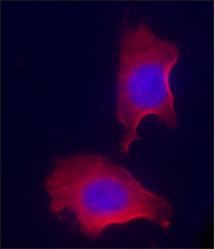 Anti-RACK1 (N-terminal) antibody produced in rabbit IgG fraction of antiserum, buffered aqueous solution