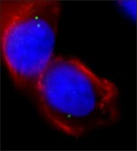 Anti-&#947;-Tubulin (DQ-19) antibody produced in rabbit IgG fraction of antiserum, buffered aqueous solution