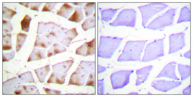 Anti-Actin-pan antibody produced in rabbit affinity isolated antibody