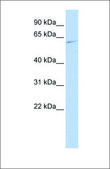 Anti-MAPK15 antibody produced in rabbit affinity isolated antibody