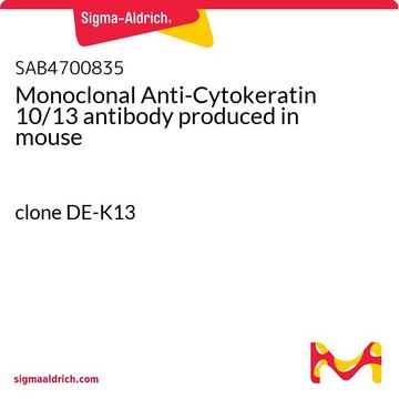 Monoclonal Anti-Cytokeratin 10/13 antibody produced in mouse clone DE-K13