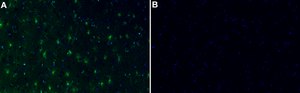 Anti-GLUL Antibody, clone 1D15 ZooMAb&#174; Rabbit Monoclonal recombinant, expressed in HEK 293 cells