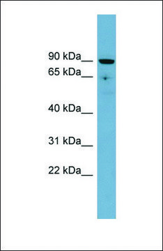 Anti-SLC26A9 antibody produced in rabbit affinity isolated antibody