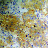 Anti-phospho-p70 S6 Kinase (pThr389) antibody produced in rabbit affinity isolated antibody