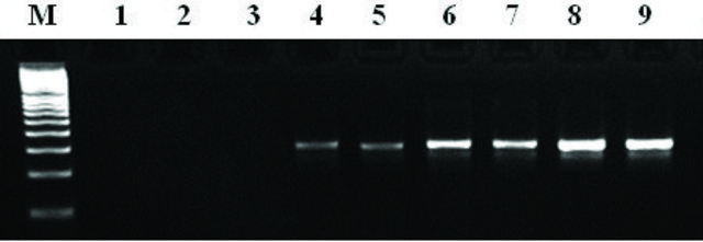 MTP&#8482; Taq DNA Polymerase Taq DNA Polymerase, free of DNA contaminants