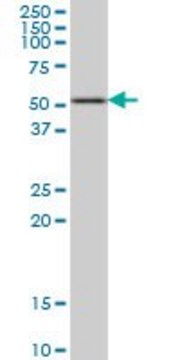 Monoclonal Anti-HDAC3 antibody produced in mouse clone 3E11, purified immunoglobulin, buffered aqueous solution