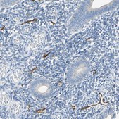 Anti-PDPN antibody produced in rabbit Prestige Antibodies&#174; Powered by Atlas Antibodies, affinity isolated antibody, buffered aqueous glycerol solution