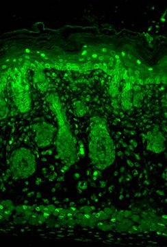 Monoclonal Anti-KCNJ2 antibody produced in mouse clone S112B-14, 1&#160;mg/mL, purified immunoglobulin