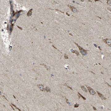 Anti-B4GAT1 antibody produced in rabbit Prestige Antibodies&#174; Powered by Atlas Antibodies, affinity isolated antibody, buffered aqueous glycerol solution