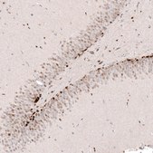 Monoclonal Anti-SOX4 antibody produced in mouse Prestige Antibodies&#174; Powered by Atlas Antibodies, clone CL5634, purified immunoglobulin, buffered aqueous glycerol solution