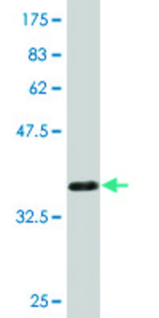 Monoclonal Anti-GSTM4 antibody produced in mouse clone 4B4, purified immunoglobulin, buffered aqueous solution