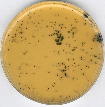 GranuCult&#174; prime Iron sulfite Agar (base) according to ISO ISO 15213-1