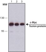 Monoclonal Anti-c-Myc antibody produced in mouse clone 9E10, ascites fluid