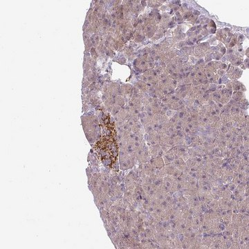 Anti-CCDC144A antibody produced in rabbit Prestige Antibodies&#174; Powered by Atlas Antibodies, affinity isolated antibody, buffered aqueous glycerol solution