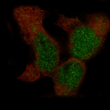 Monoclonal Anti-Bcor Antibody Produced In Mouse Prestige Antibodies&#174; Powered by Atlas Antibodies, clone CL13841, affinity isolated antibody, buffered aqueous glycerol solution