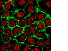 Anti-phospho-Akt (Ser473) Antibody, clone 6F5 clone 6F5, from mouse