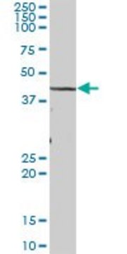 Anti-TBL2 antibody produced in mouse purified immunoglobulin, buffered aqueous solution