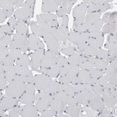 Anti-SCRN1 antibody produced in rabbit affinity isolated antibody, buffered aqueous glycerol solution