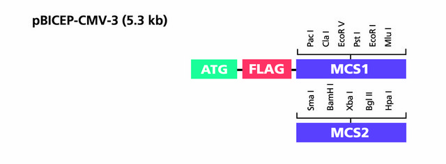 pBICEP-CMV&#8482;-3 Expression Vector