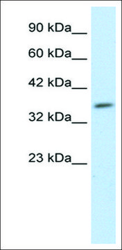 Anti-HEYL antibody produced in rabbit IgG fraction of antiserum