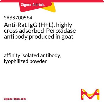 Anti-Rat IgG (H+L), highly cross adsorbed-Peroxidase antibody produced in goat affinity isolated antibody, lyophilized powder