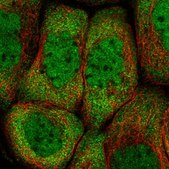 Anti-PCBP2 antibody produced in rabbit Prestige Antibodies&#174; Powered by Atlas Antibodies, affinity isolated antibody, buffered aqueous glycerol solution