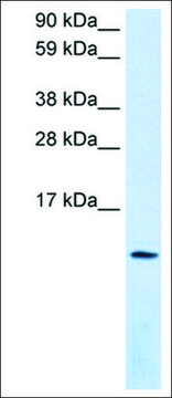 Anti-CXCL12 antibody produced in rabbit affinity isolated antibody