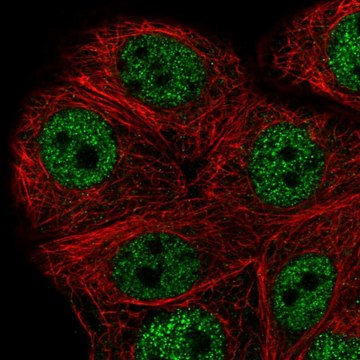 Anti-PEX10 antibody produced in rabbit Prestige Antibodies&#174; Powered by Atlas Antibodies, affinity isolated antibody