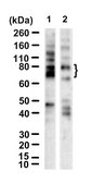 Anti-CMV immediate early Antibody, clone 6F8.2 ZooMAb&#174; Mouse Monoclonal recombinant, expressed in HEK 293 cells