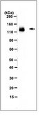 Anti-MSH3 Antibody, clone 1F6 clone 1F6, 1&#160;mg/mL, from mouse