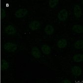 Anti-GST Antibody, clone 5B8 , ZooMAb&#174; Rabbit Monoclonal recombinant, expressed in HEK 293 cells