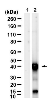 Anti-SBP-tag Antibody, clone 20 ZooMAb&#174; Mouse Monoclonal recombinant, expressed in HEK 293 cells