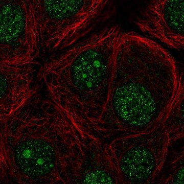 Anti-FBXO36 antibody produced in rabbit Prestige Antibodies&#174; Powered by Atlas Antibodies, affinity isolated antibody