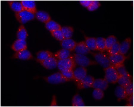 Monoclonal Anti-gammaTubulin antibody produced in mouse clone TU-30