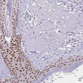 Anti-TFAP2C antibody produced in rabbit Prestige Antibodies&#174; Powered by Atlas Antibodies, affinity isolated antibody, buffered aqueous glycerol solution