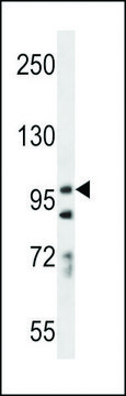 ANTI-PCDH7(C-TERMINAL) antibody produced in rabbit affinity isolated antibody, buffered aqueous solution