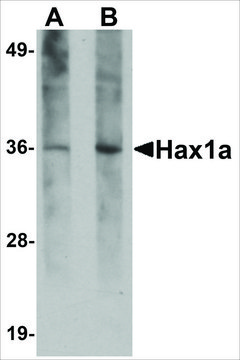 Monoclonal Anti-Hax1a antibody produced in mouse clone 8F9G7, purified immunoglobulin, buffered aqueous solution