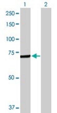 Anti-C4BPA antibody produced in rabbit purified immunoglobulin, buffered aqueous solution