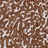 Anti-HSPE1 antibody produced in rabbit Prestige Antibodies&#174; Powered by Atlas Antibodies, affinity isolated antibody, buffered aqueous glycerol solution
