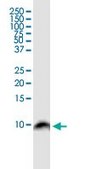 Monoclonal Anti-BANF1 antibody produced in mouse clone M2, purified immunoglobulin, buffered aqueous solution
