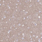 Anti-SYT1 antibody produced in rabbit Prestige Antibodies&#174; Powered by Atlas Antibodies, affinity isolated antibody, buffered aqueous glycerol solution