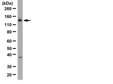 Anti-Upf1 Antibody from rabbit