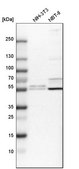 Anti-RSBN1L antibody produced in rabbit Prestige Antibodies&#174; Powered by Atlas Antibodies, affinity isolated antibody, buffered aqueous glycerol solution, Ab1