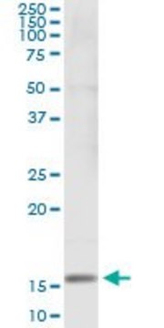 Monoclonal Anti-SH2D1B antibody produced in mouse clone 2B4, purified immunoglobulin, buffered aqueous solution